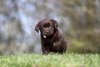 Labrador Retriever Welpe