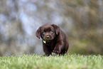 Labrador Retriever Welpe