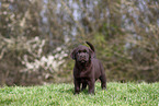 Labrador Retriever Welpe