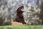 Labrador Retriever Welpe