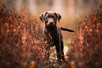 Labrador Retriever Welpe