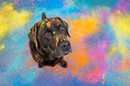 brauner Labrador Retriever