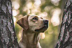 Labrador Retriever Hndin