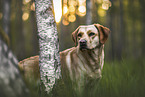 Labrador Retriever Hndin