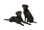 Labrador Retrievers