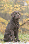 junger Labrador Retriever