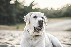 Labrador Retriever Rde