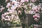 Labrador Retriever Rde