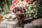 Labrador Retriever Welpe