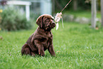 Labrador Retriever Welpe