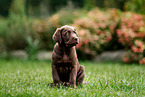 Labrador Retriever Welpe