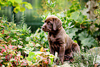 Labrador Retriever Welpe