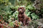 Labrador Retriever Welpe