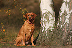 redfox Labrador Retriever