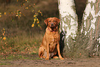 redfox Labrador Retriever