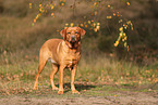 redfox Labrador Retriever