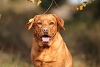 redfox Labrador Retriever