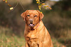 redfox Labrador Retriever