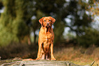 redfox Labrador Retriever