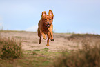 redfox Labrador Retriever