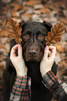 Labrador Retriever Hndin