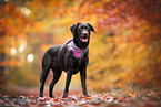 Labrador Retriever Hndin