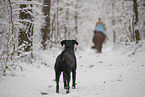 Labrador im Schnee