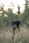 Labrador Retriever R�de