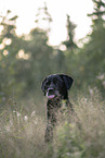 Labrador Retriever Rde