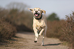 gelber Labrador Retriever