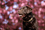 brauner Labrador Retriever