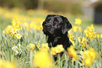 schwarzer Labrador Retriever