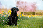 schwarzer Labrador Retriever