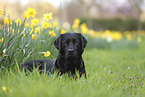 schwarzer Labrador Retriever