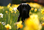 schwarzer Labrador Retriever