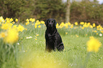 schwarzer Labrador Retriever