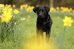 schwarzer Labrador Retriever
