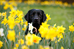 schwarzer Labrador Retriever