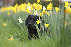 schwarzer Labrador Retriever