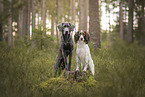Hunde