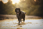 schwarzer Labrador