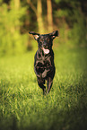 schwarzer Labrador