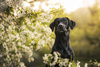 schwarzer Labrador