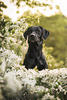 schwarzer Labrador