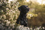 schwarzer Labrador