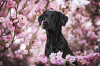 schwarzer Labrador