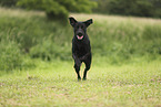 schwarzer Labrador Retriever
