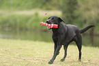 schwarzer Labrador Retriever