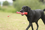 schwarzer Labrador Retriever