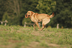 blonder Labrador Retriever